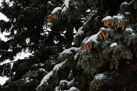 Green spruce branches covered with white snow and yellow cones. Cones on the branches of the Christmas tree, green needles and white snow, create a contrast.の写真素材