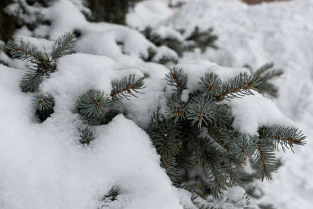 Branches of fir trees with thick green needles, covered with snow. Winter, nature, coniferous forest...