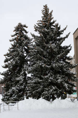 Large fir trees with lush branches, needles and cones are covered with snow. Winter, nature, coniferous forest and lush branches of firs and pines under the snow.の写真素材