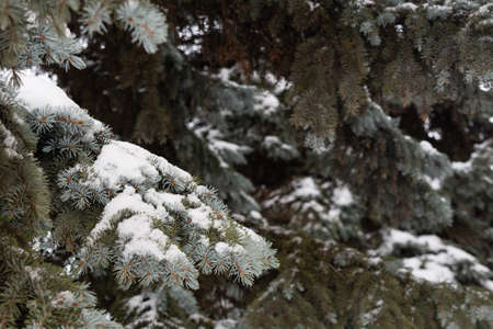Branches of mighty fir trees, with thick, green needles, covered with white snow. Coniferous trees,...