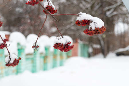 Clusters of red rowan berries covered with white snow. Branches of a tree, with large clusters of...