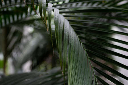 Large, green palm leaves, a juicy green plant. A large green plant, in the botanical garden.