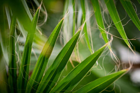 Large, green palm leaves, a juicy green plant. A large green plant, in the botanical garden.の写真素材