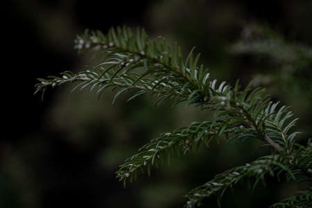 Branches of a coniferous tree, with thick needles. Green, thick needles, beautiful branches.