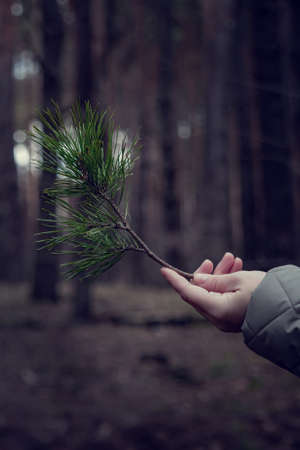 A man in light clothes holds a pine branch in his hands. A pine branch, with long needles, in the fingers of a man's hand, in light clothes.の写真素材