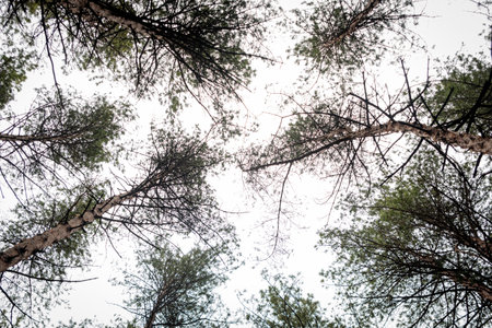 The tops of coniferous trees, photographed from the bottom up, against the sky. The sky and the tops...