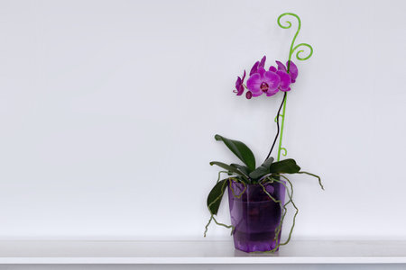 Beautiful, lilac orchid, in a pot, on a light background. Lilac orchid, with large flowers and green leaves, on a light background.の写真素材