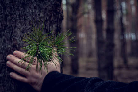 The hand of a man in black clothes presses the branches of a pine tree to the bark on the trunk. A branch of a pine tree, with long, green needles, is pressed by a hand to the trunの写真素材