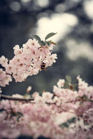 The branches are apricots, densely strewn with flowers, among which there is a bee. Bee, collects nectar, apricots among the dense flowers.の写真素材