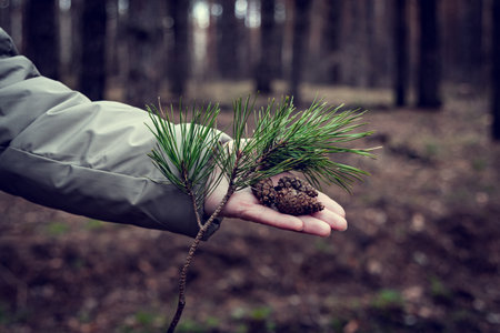 A man in light clothes holds cones and branches of a coniferous tree in the palm of his hand....