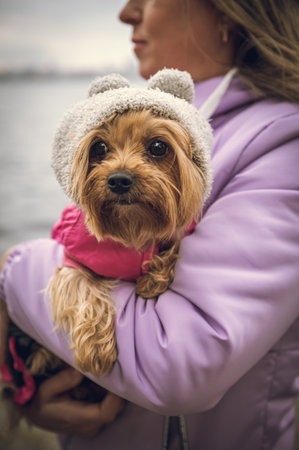A small, cute, funny dog in a funny hat is sitting on his hands. A man with a small, cute, funny dog in his arms.の写真素材