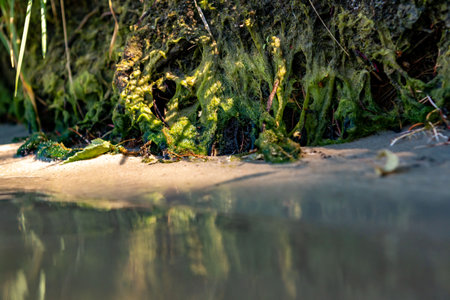 Sandy beach with overhanging lush green vegetation. Gentle, warm water washes the sandy shore with lush vegetation.の写真素材