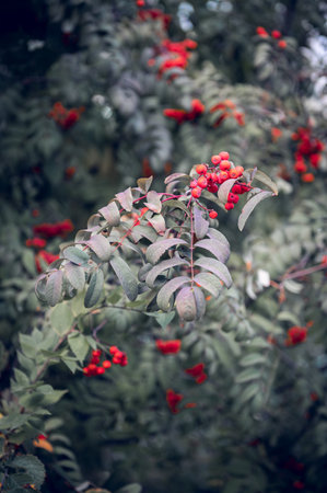 The berries of the red mountain ash hang in clusters on the branches, among the green leaves. Green leaves and clusters of red berries adorn the branches of a rowan tree.の写真素材