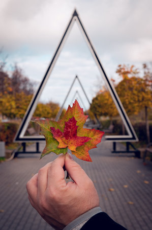 Two bright maple leaves with a gradation of color from green to red. Two maple leaves are superimposed one on one, against the background of a triangular arch.の写真素材