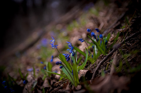 Small, blue, bright flowers of the undergrowth, among green, juicy, tender leaves. A bright blue...