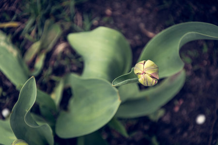 A large, unopened tulip, with a juicy stem and leaves. The frame from above is on a tulip bud, which has not yet blossomed.の写真素材