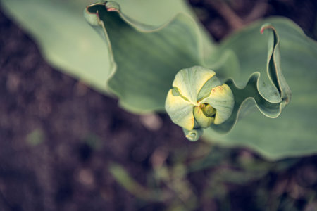 A large, unopened tulip, with a juicy stem and leaves. The frame is on top of the tulip bud, which has not yet blossomed.の写真素材