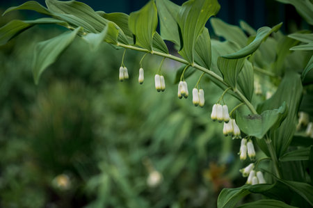 Green buds hang on the stem before blooming. Green leaves and a stem on which flowers are hanging in full bloom.の写真素材