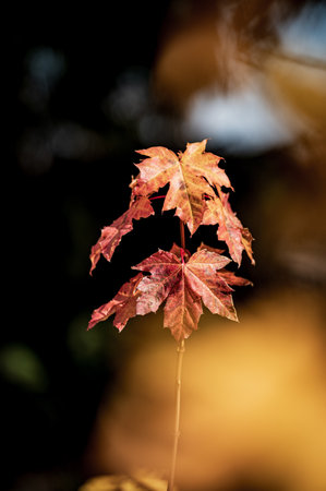 A small maple sprout with bright yellow and red leaves. Bright leaves of fiery flowers on a small, very young maple.の写真素材