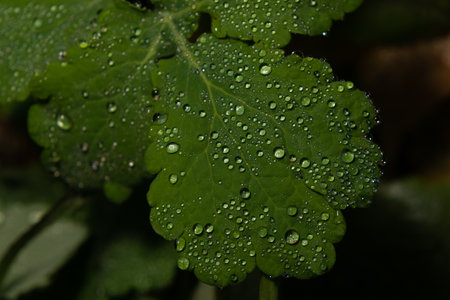 Transparent, crystal drops of water, on the surface of a large green leaf. A large green leaf with crystal clear dew drops on its surface.の写真素材