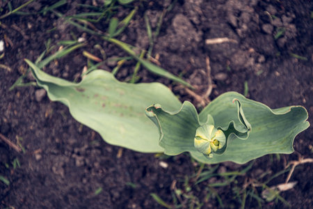 Tulip flower on the ground in spring time. Selective focus.の写真素材