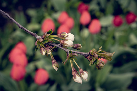 Beautiful spring flowers in the garden. Selective focus. Toned.