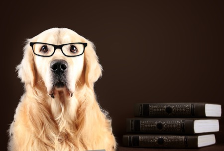 Golden Retriever dog in glasses sitting on black background with booksの写真素材