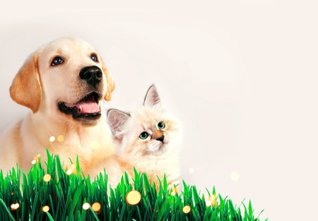 Dog and cat together on grass, spring concept.の写真素材