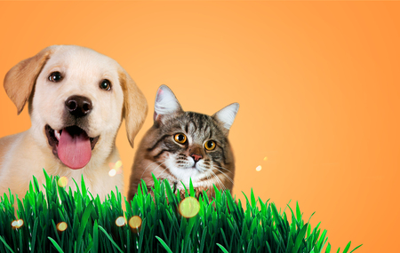 Dog and cat together on grass, spring concept.の写真素材