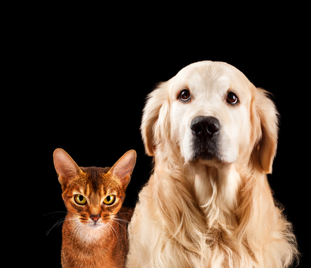Cat and dog, abyssinian kitten , golden retriever
