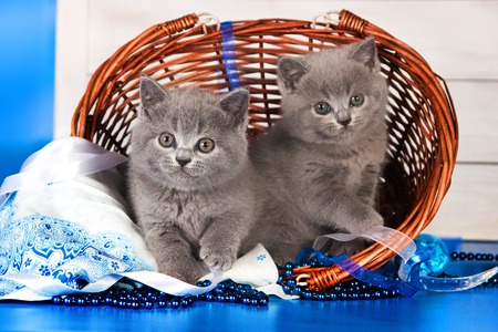 British blue kittens, Scottish straight. on a blue backgroundの写真素材