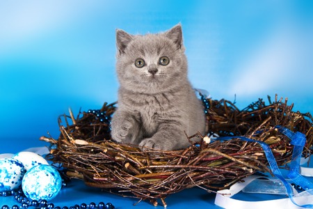 British blue kitten, Scottish straight. on a blue backgroundの写真素材