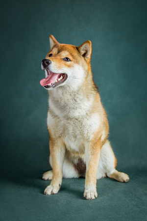 Shiba Inu puppy sits on a green backgroundの写真素材