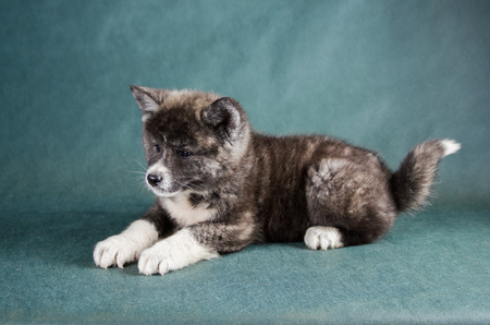 Black Japanese Akita Inu Dog studio portrait .の写真素材