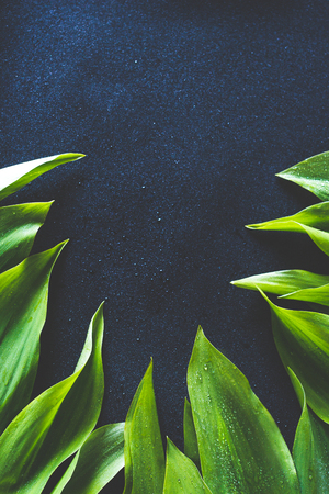 Green leaves of lily of the valley on dark background, vintage colors.の写真素材