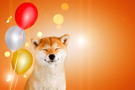 Dreaming happy akita inu dog with balloons sitting on orange background with sparklesの写真素材