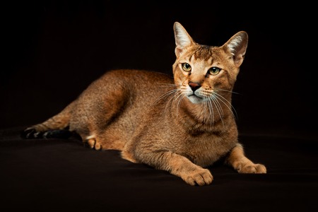 Chausie, abyssinian cat on dark brown background