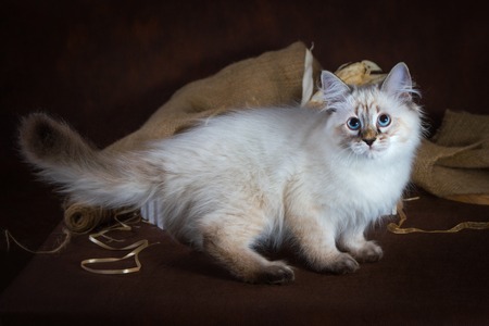 Purebred beautiful Neva masquerade cat, kitten on a brown background. Harvest of autumn vegetables and fruits in baskets as decoration.の写真素材