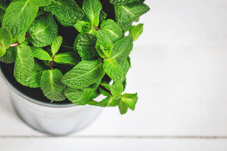 Fresh mint leaves close up portrait on white background.の写真素材