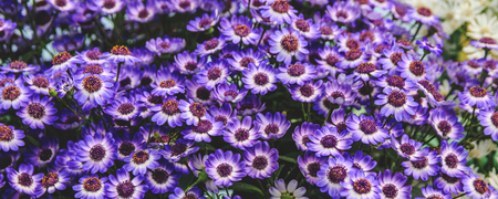 Panoramic Horizontal Wallpaper or Web Banner. Blue flowers chamomile field , selective focusの写真素材