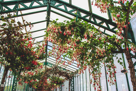 Beautiful blooming Geranium and fuchsia plants. Royal Greenhouses of Laeken in Belgium.の写真素材