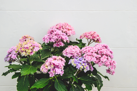 Beautiful blooming Hydrangea flower in a pot in front of a white wall.