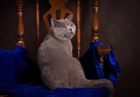 purebred British Shorthair cat on a chair.の写真素材