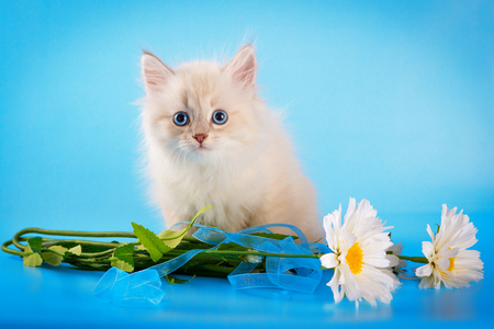 Cute neva masquerade kitten on blue background.の写真素材