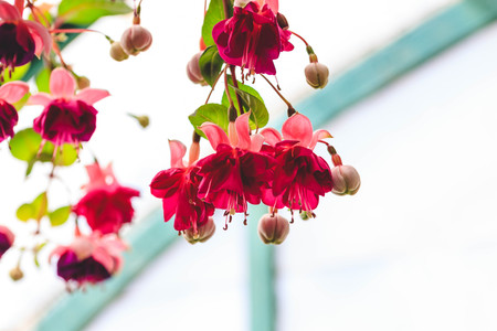 Beautiful blooming fuchsia plants in greenhouse. Close up view.の写真素材