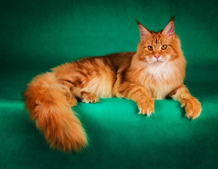  portrait of red maine coon cat on green background.の写真素材