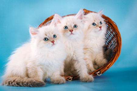 Three Neva masquerade  kittens on blue background. の写真素材
