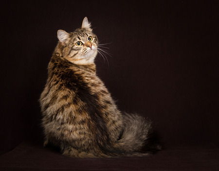 purebred Siberian cat on dark brown backgroundの写真素材