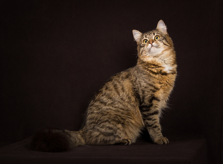 purebred Siberian cat on dark brown backgroundの写真素材