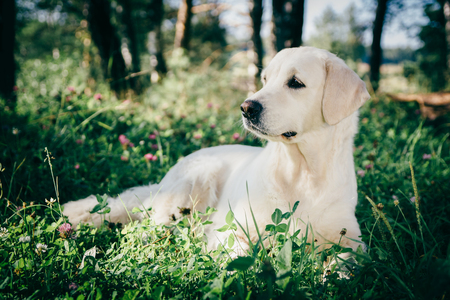 cute golden retriever rest in the grass.の写真素材